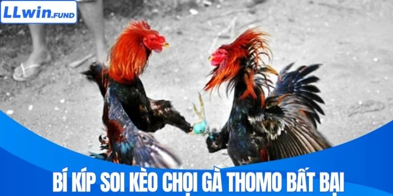 Bí kíp soi kèo chọi gà Thomo bất bại 