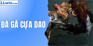 Đá Gà Cựa Dao - Đấu Trường Sinh Tử Hấp Dẫn Nhất Tại LLWIN