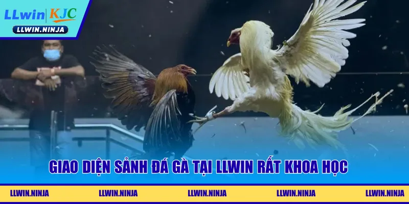 Giao diện sảnh đá gà tại LLwin rất khoa học